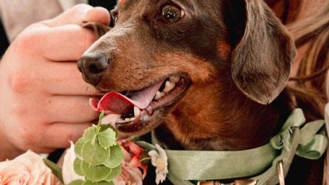 short-legs-dogs-care-cotswolds-weddings