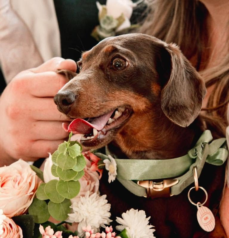 short-legs-dogs-care-cotswolds-weddings